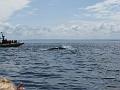 Baleines 025